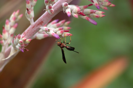 Wasp and Flower