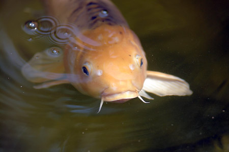 Aka Matsuba Koi