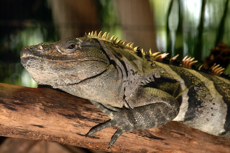 Iguana