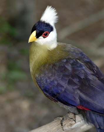 Tuffed