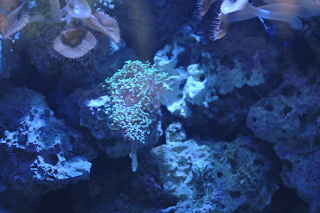 Coral