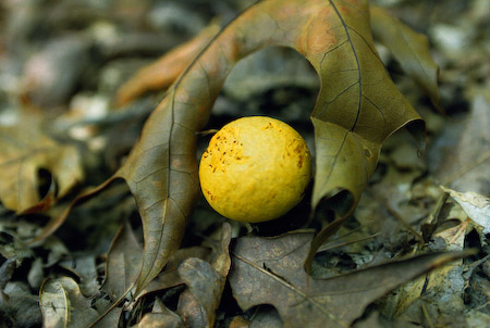 Yellow Puffball
