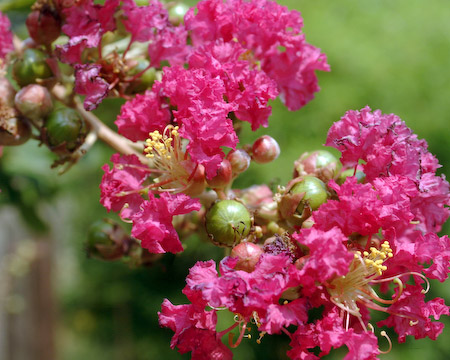 Pink Flowers