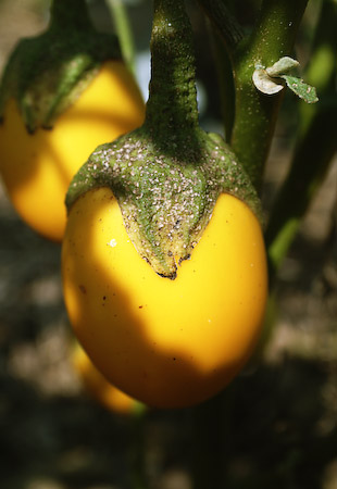 Yellow Pod