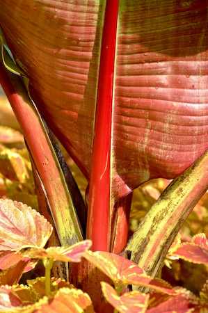 Red Leaf