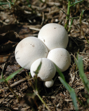 Cluster