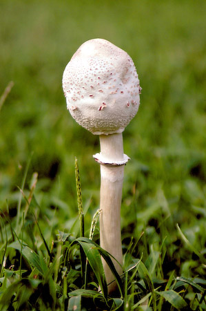 Fungus